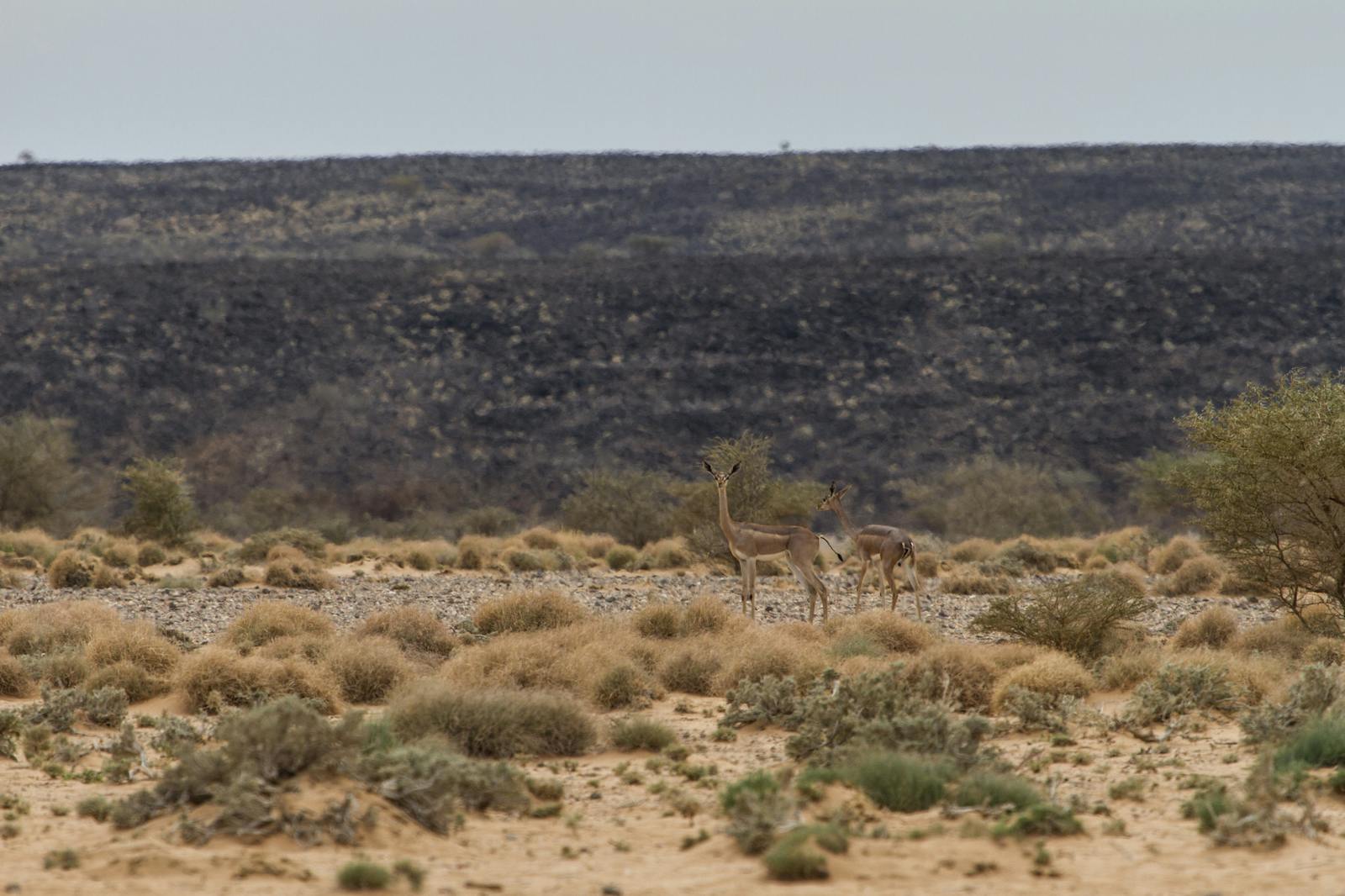 Djibouti Xeric Shrublands One Earth